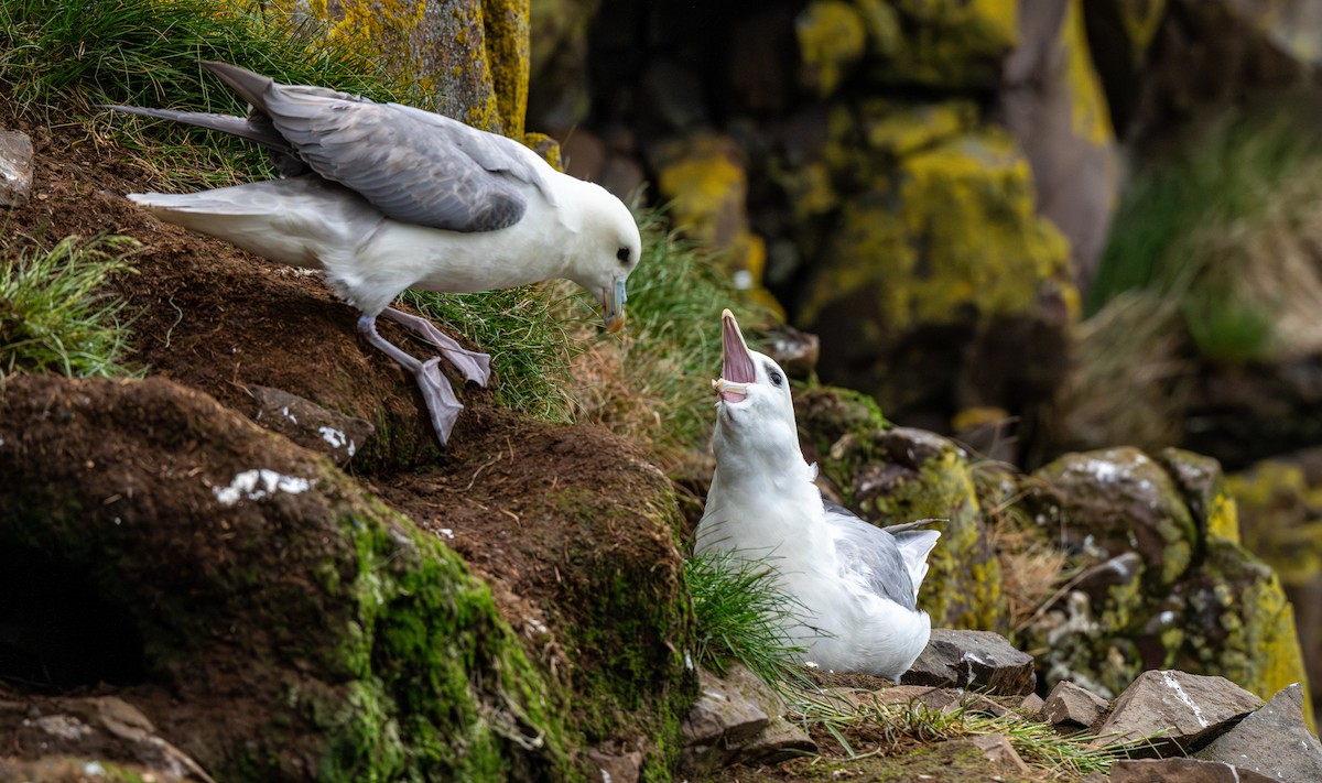 Northern Fulmar - ML638510298