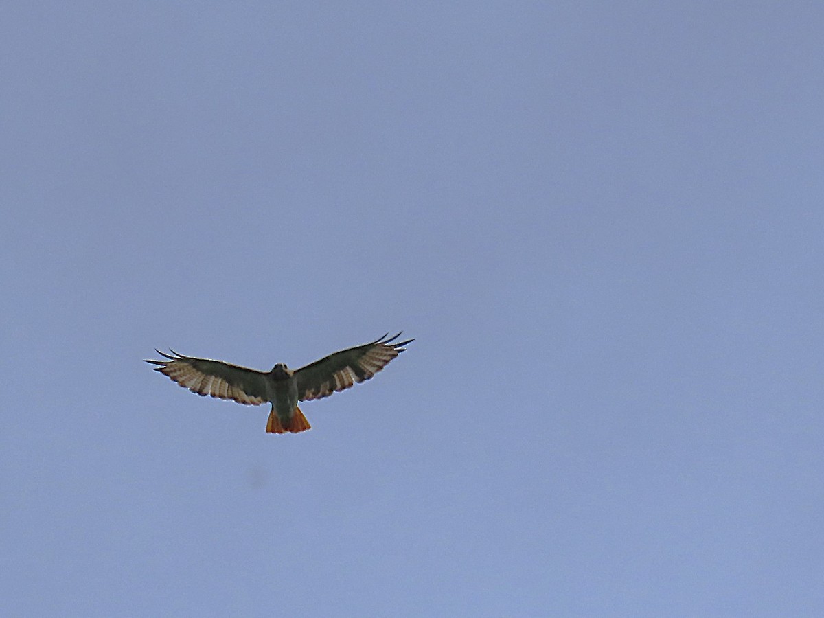 Red-tailed Hawk - ML638510311