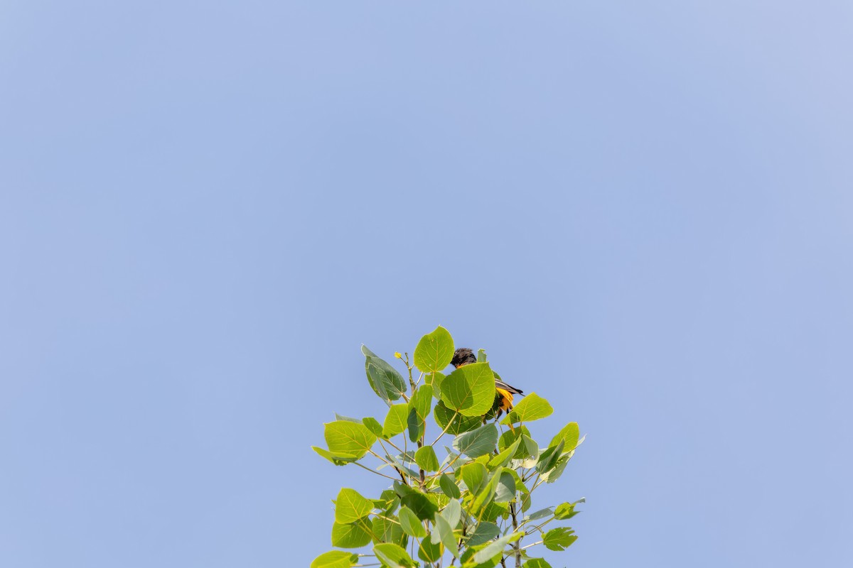 Baltimore Oriole - ML638510313