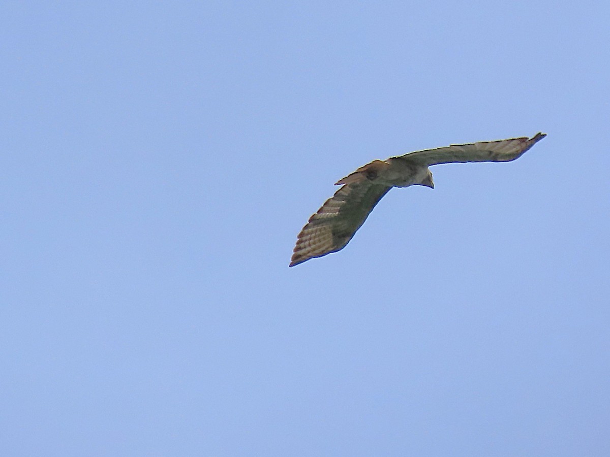 Red-tailed Hawk - ML638510314
