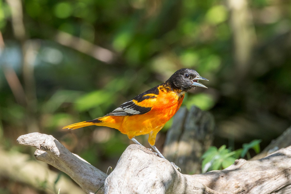 Baltimore Oriole - ML638510315