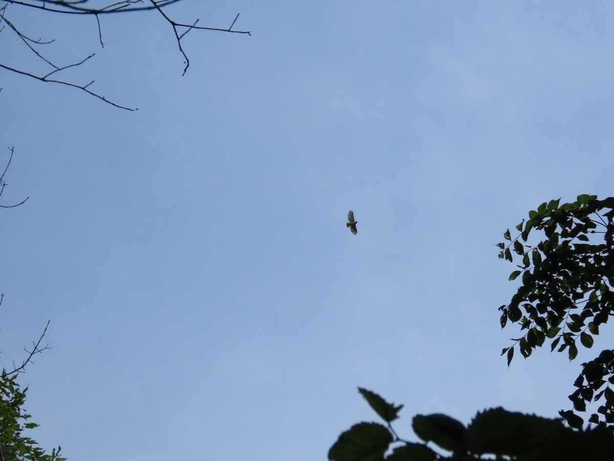 Red-tailed Hawk - ML638510318