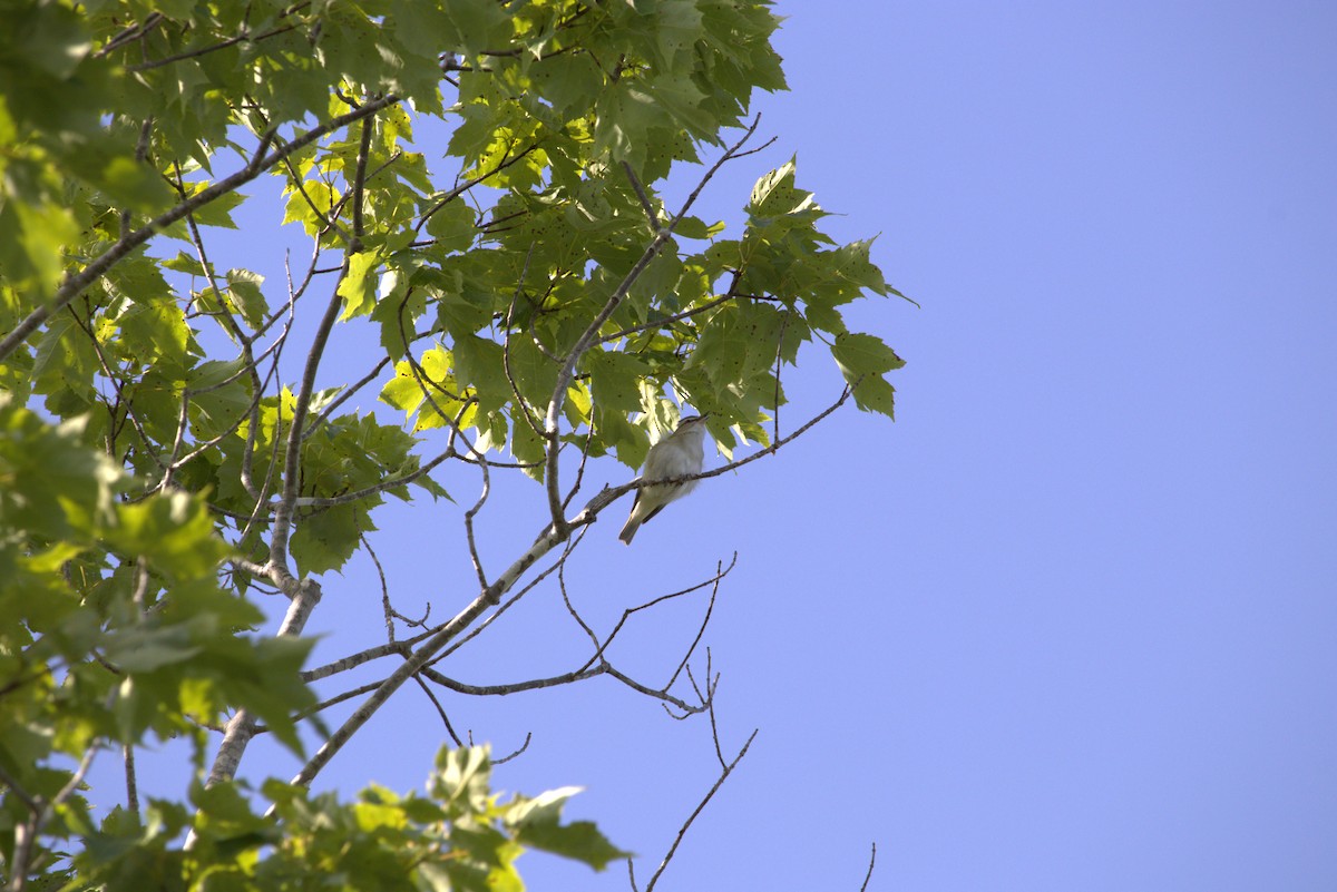 Red-eyed Vireo - ML638510323