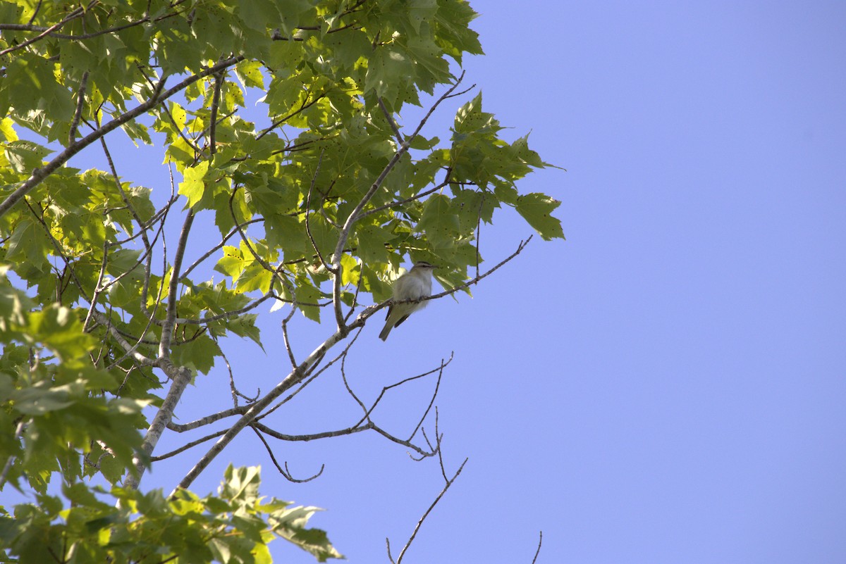 Red-eyed Vireo - ML638510324