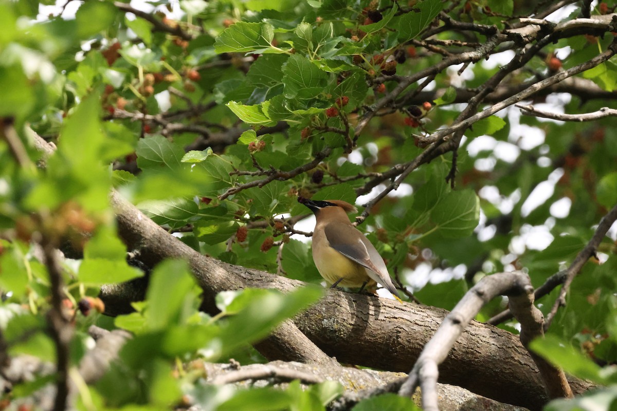 Cedar Waxwing - ML638510328