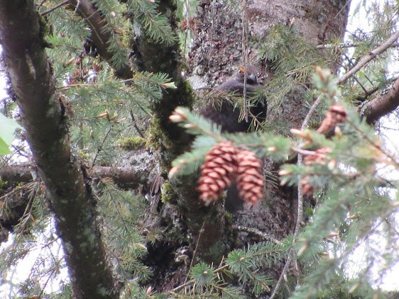Sooty Grouse - ML638510333