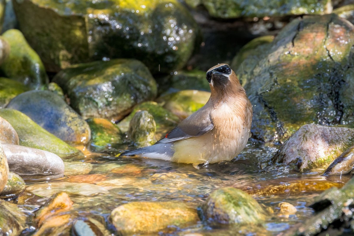 Cedar Waxwing - ML638510353