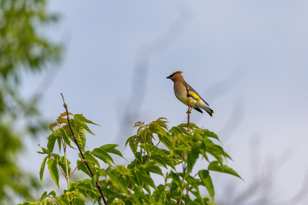 Cedar Waxwing - ML638510370