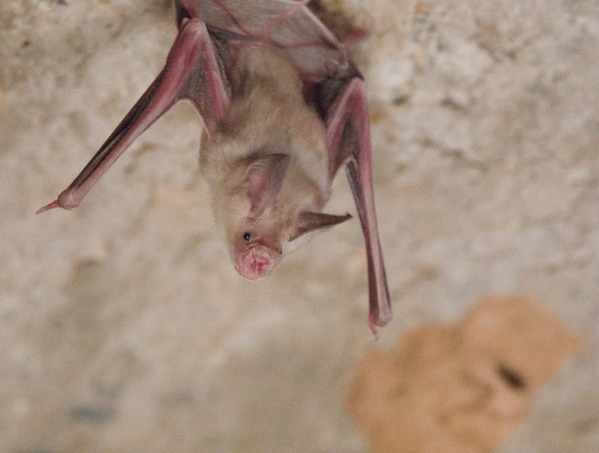 Geoffroy's Trident Leaf-nosed Bat - ML638510384