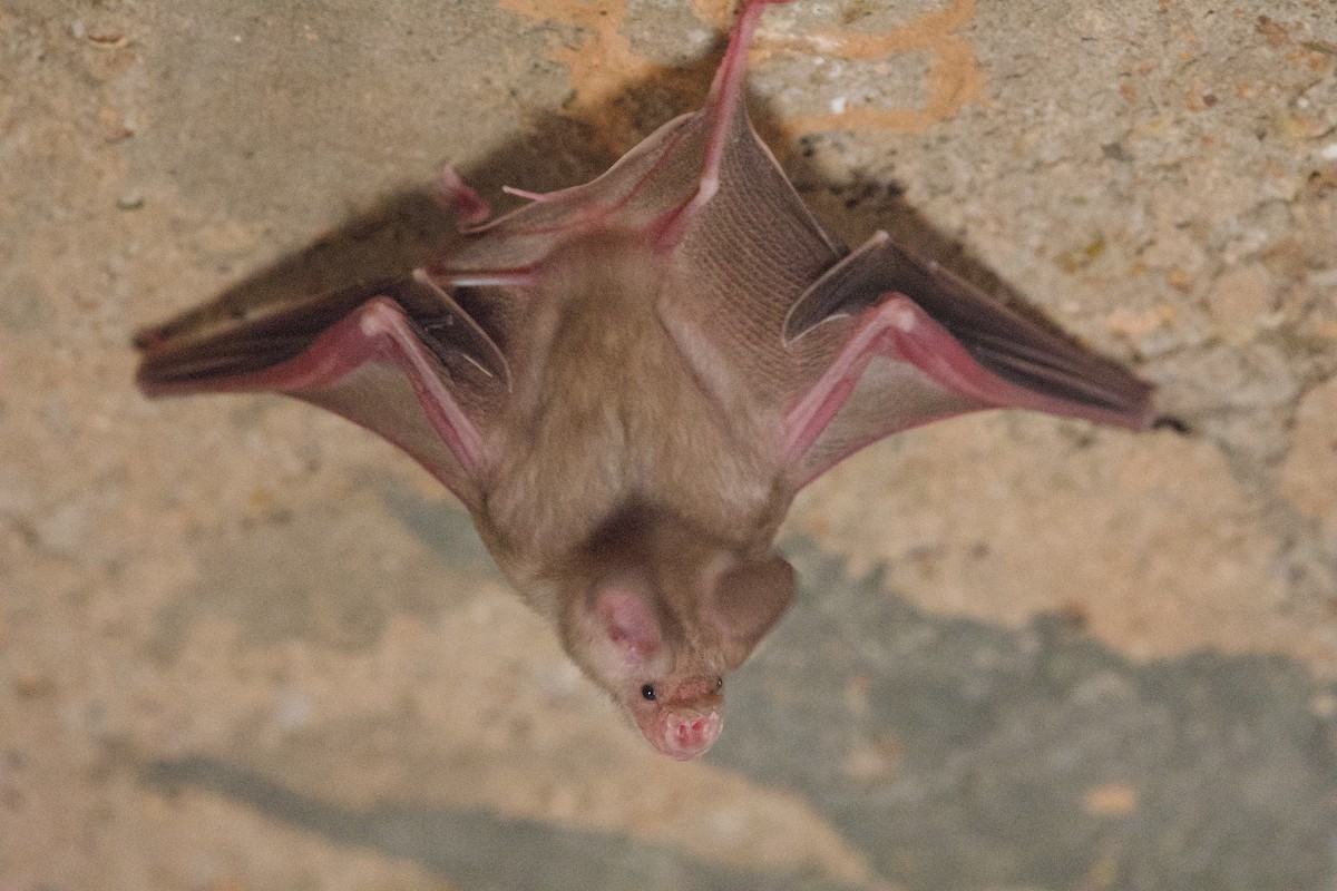 Geoffroy's Trident Leaf-nosed Bat - ML638510385