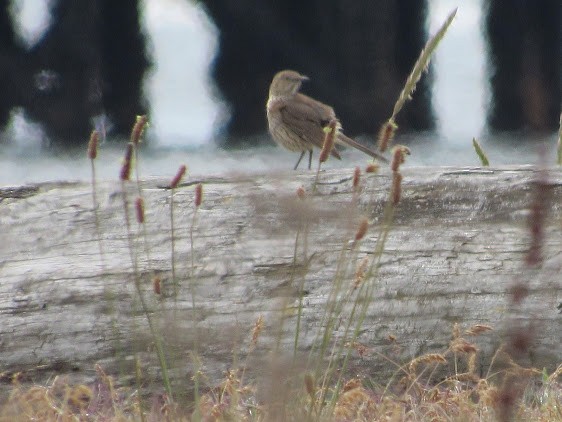 Sage Thrasher - ML638510397