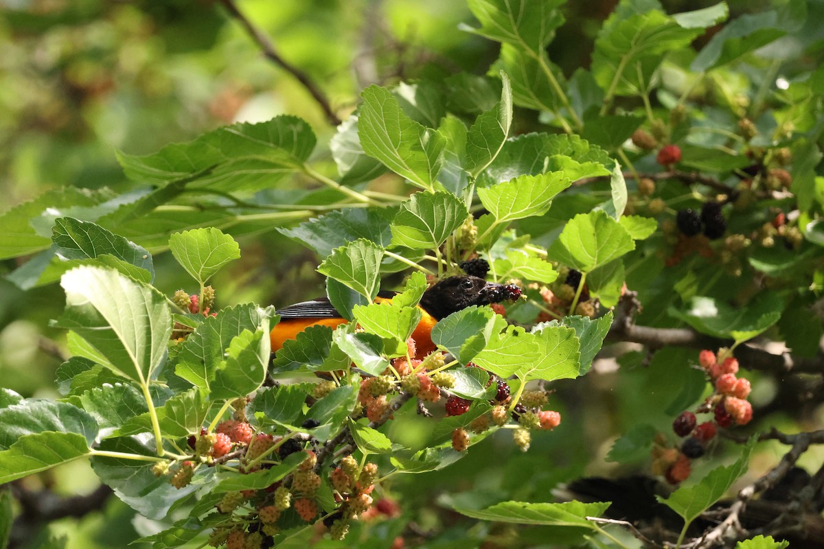 Baltimore Oriole - ML638510419