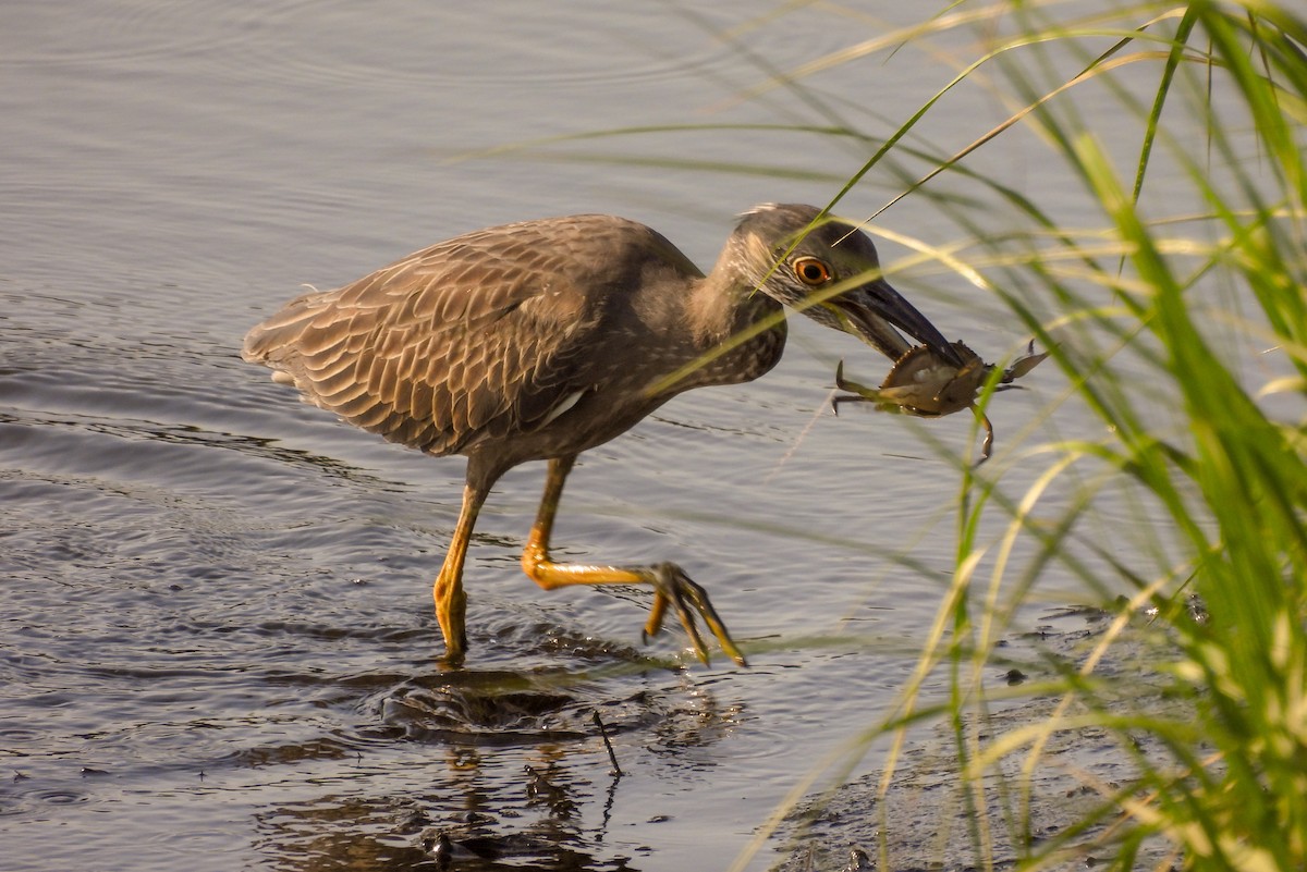 Krabbenreiher - ML638510424