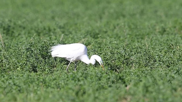 Grande Aigrette - ML638510432