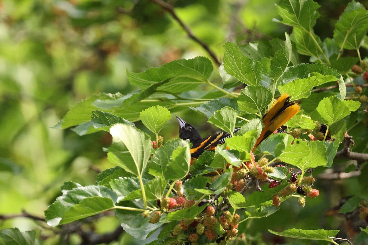 Baltimore Oriole - ML638510433