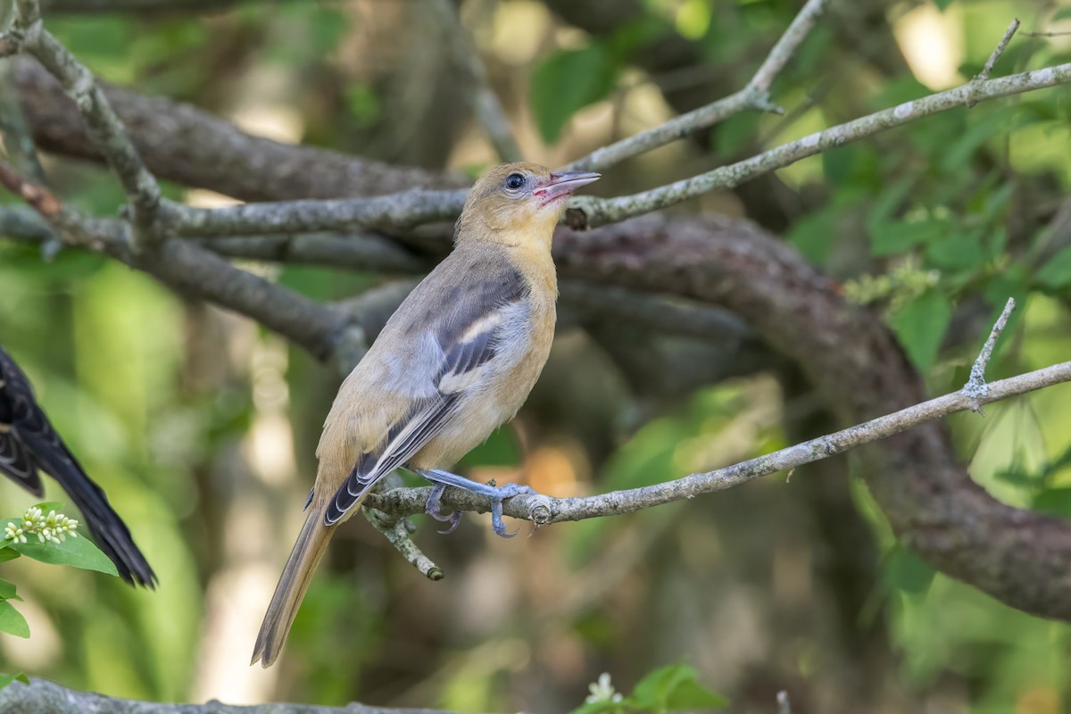 Baltimore Oriole - ML638510436
