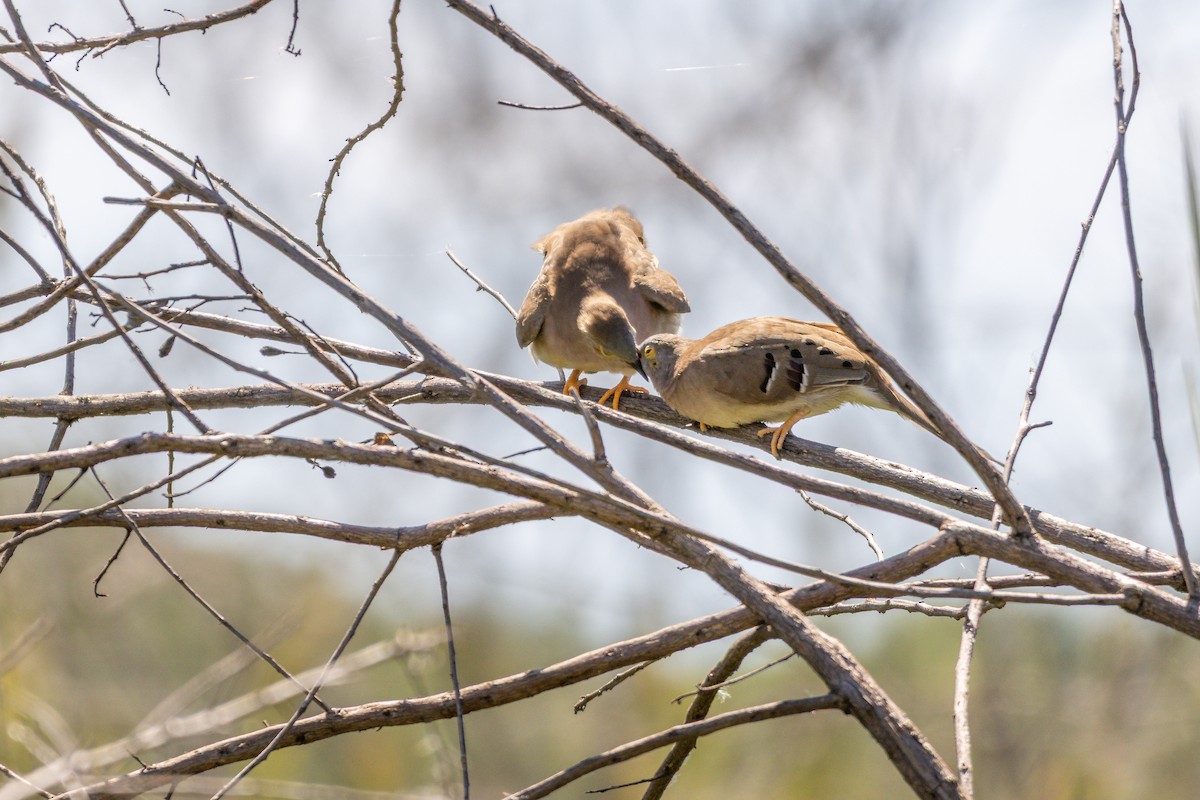 Campostäubchen - ML638510444
