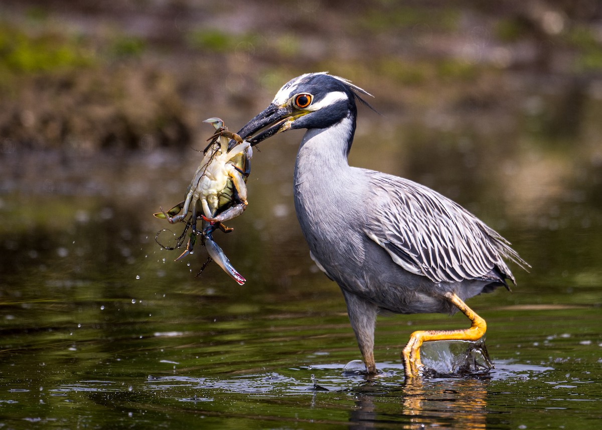 Krabbenreiher - ML638510449