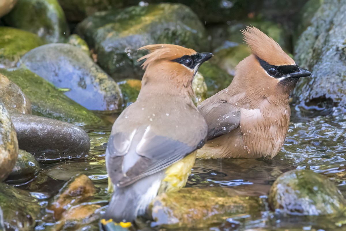 Cedar Waxwing - ML638510454