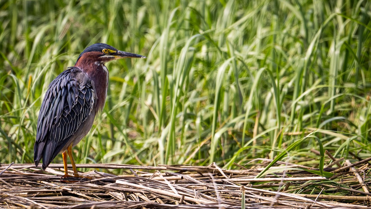 Green Heron - ML638510456