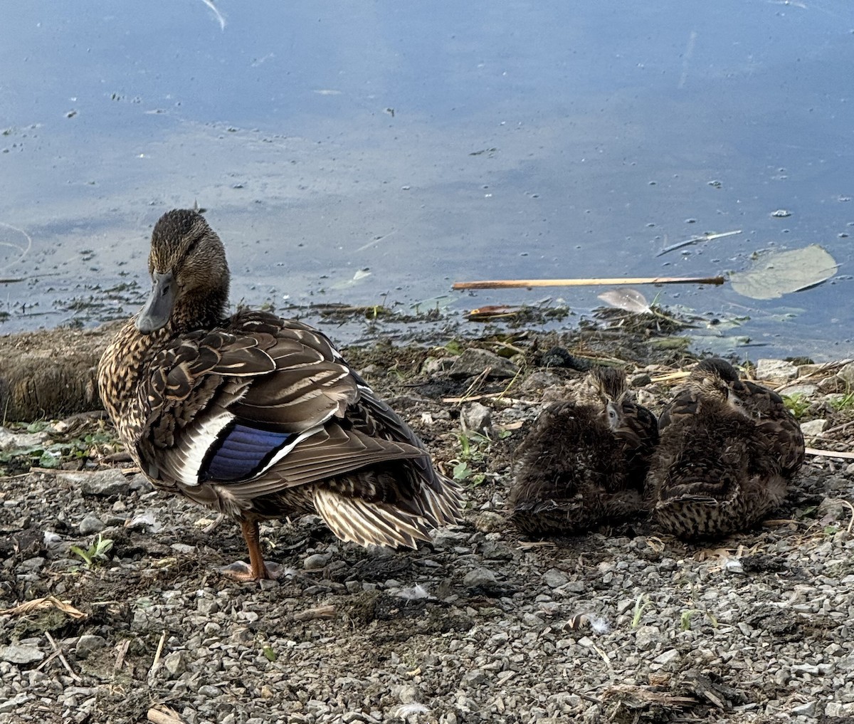 Stockente - ML638510459