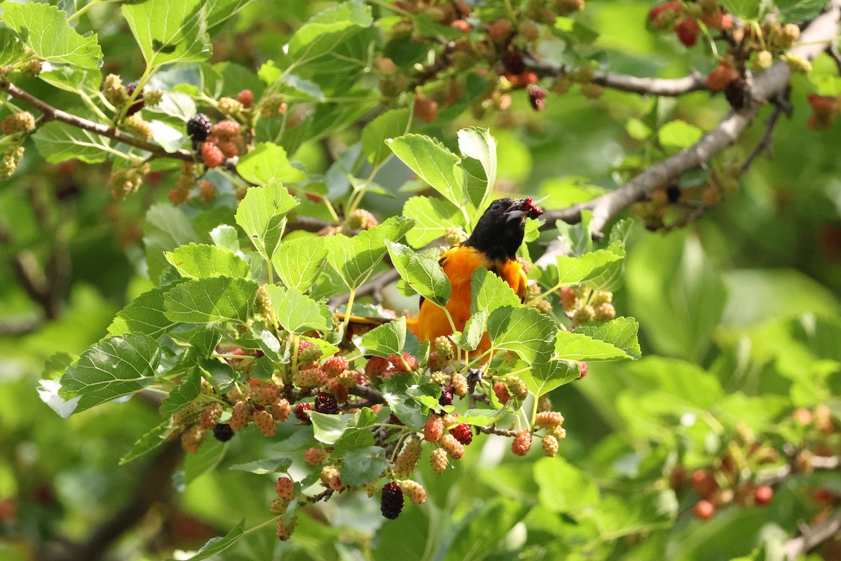 Baltimore Oriole - ML638510465