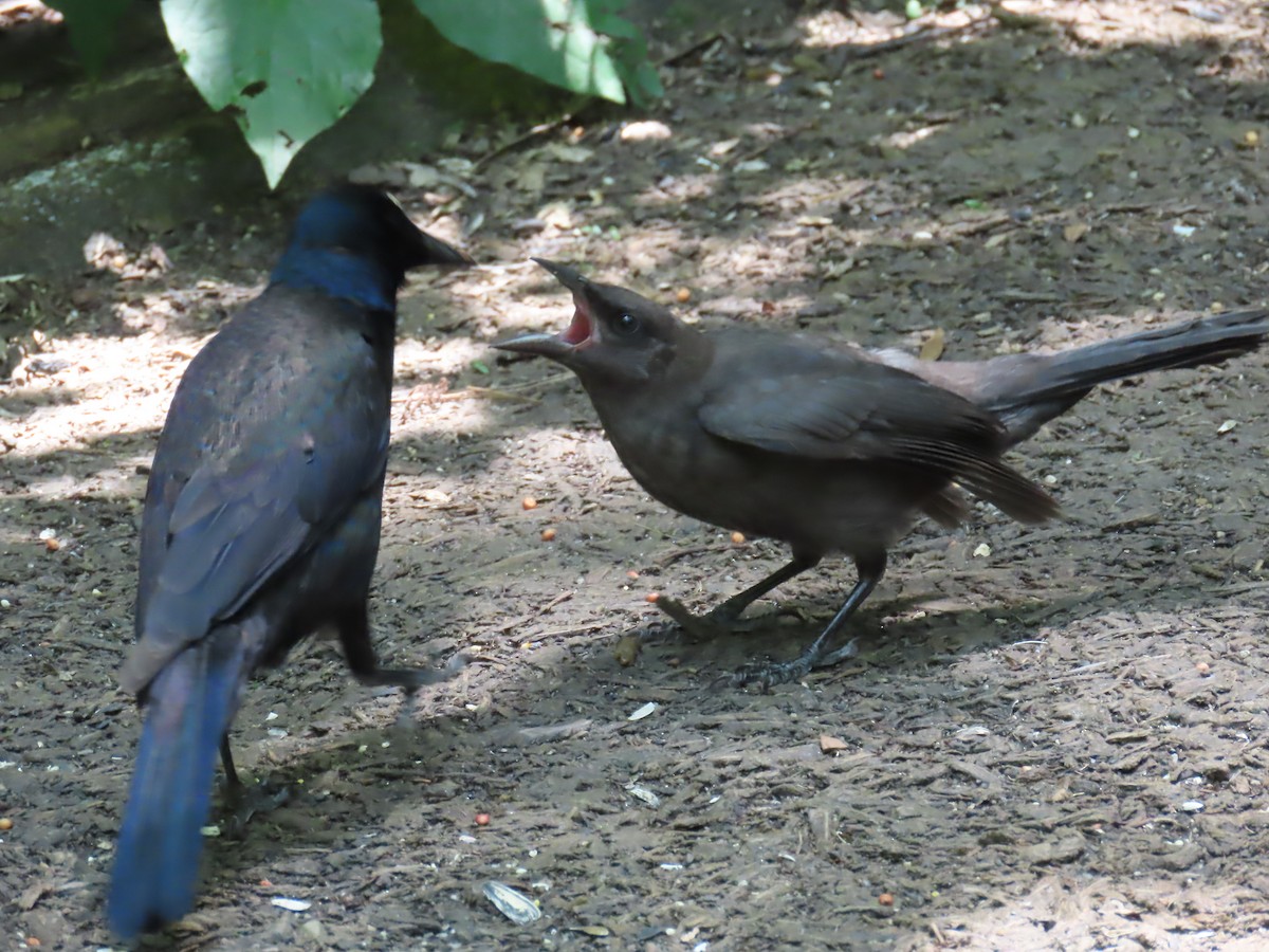 Common Grackle - ML638510474