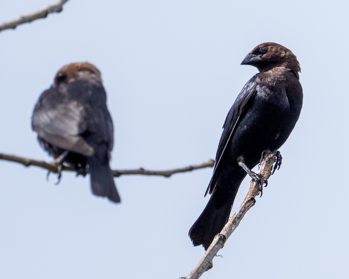Brown-headed Cowbird - ML638510480