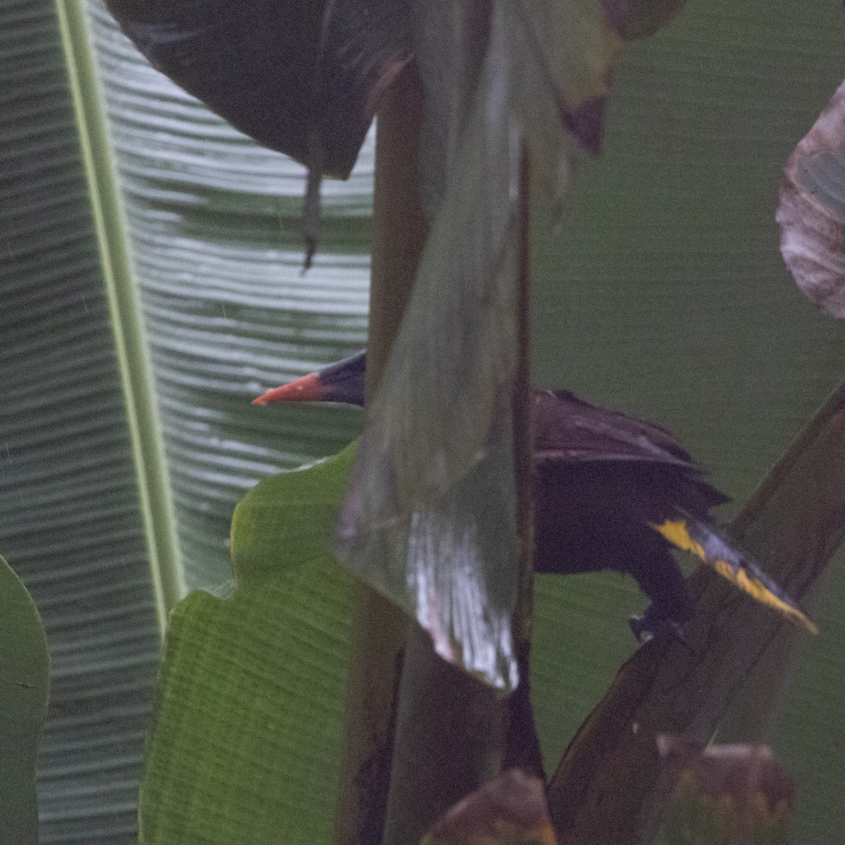 Montezuma Oropendola - ML638510493