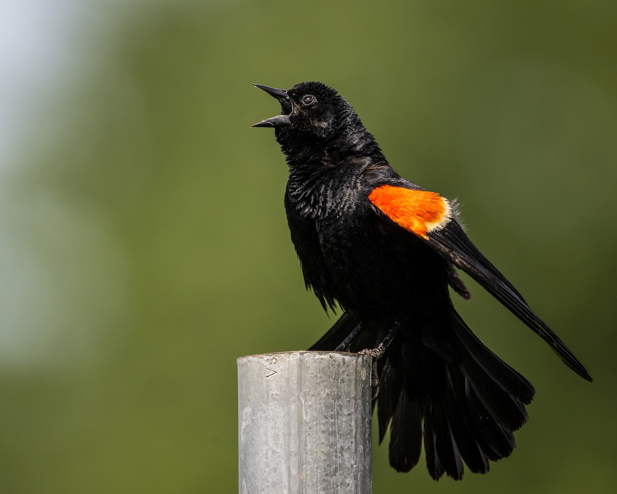 Red-winged Blackbird - ML638510494