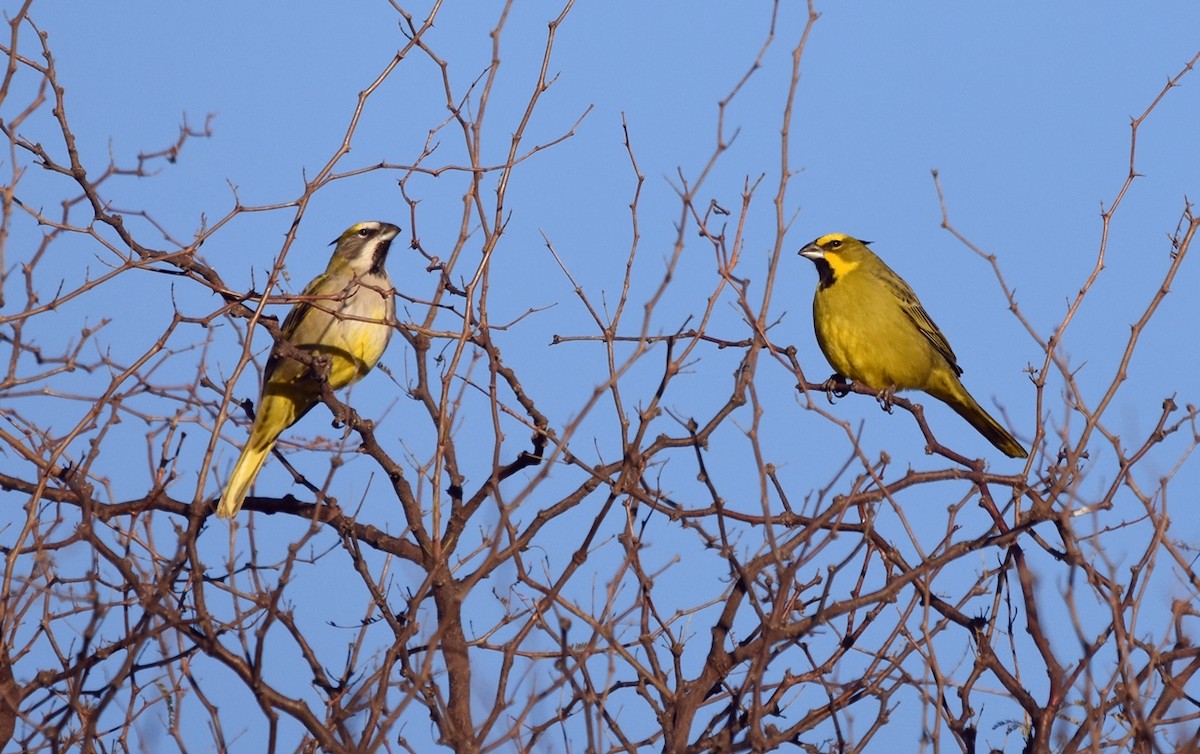 Кардиналовая танагра - ML638510499