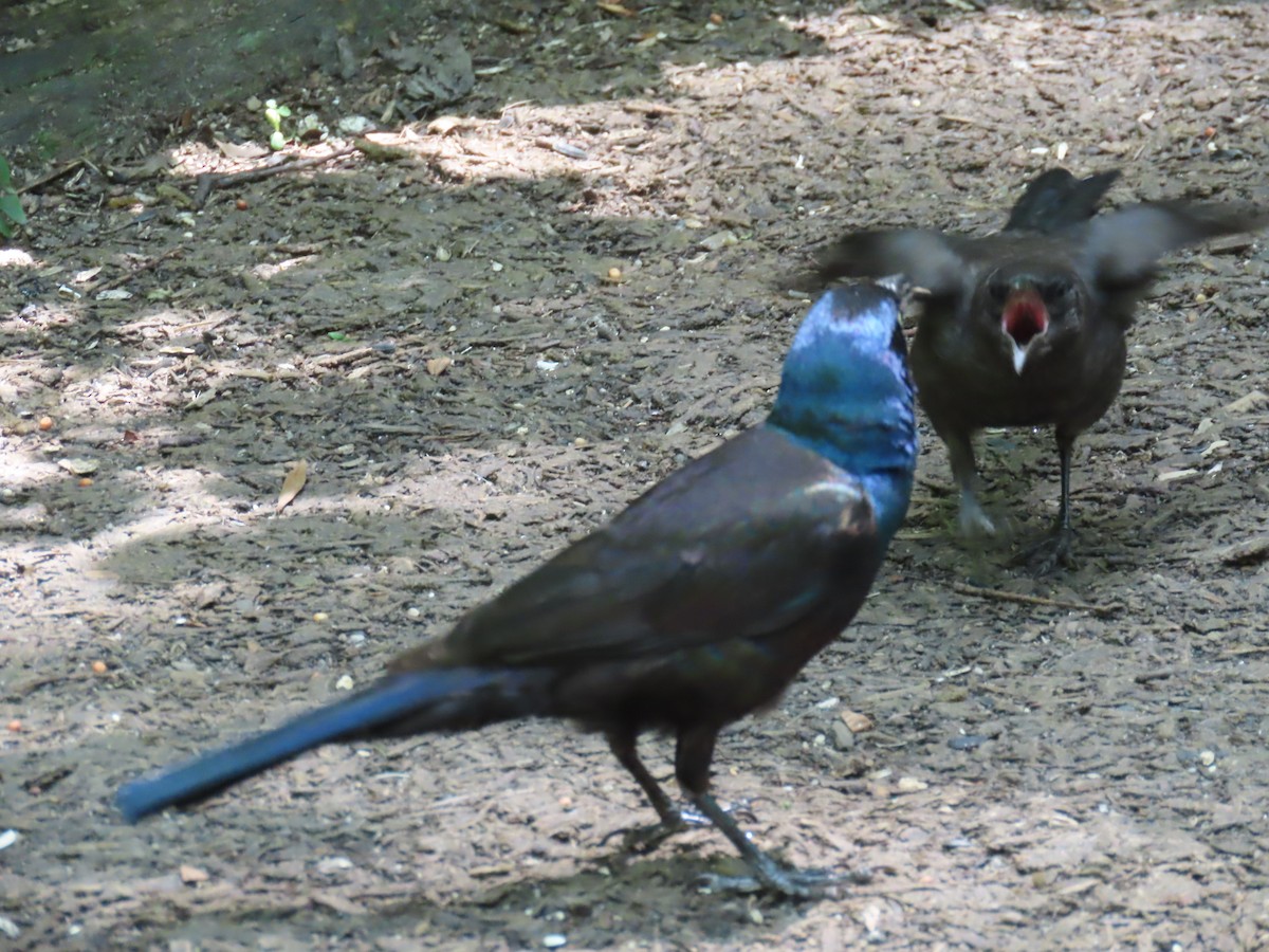 Common Grackle - ML638510503