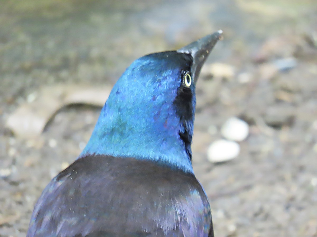 Common Grackle - ML638510504