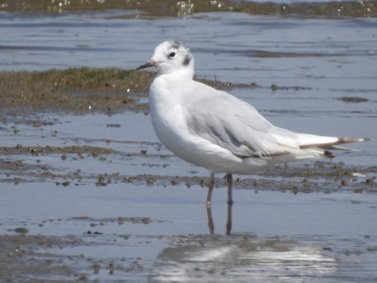 Mouette de Bonaparte - ML638510518
