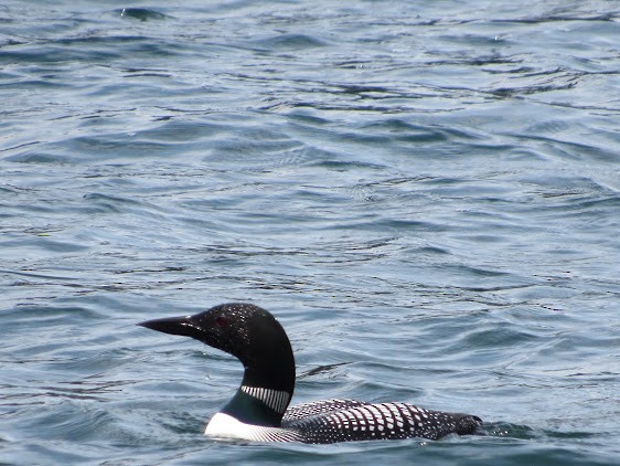 Plongeon huard - ML638510520