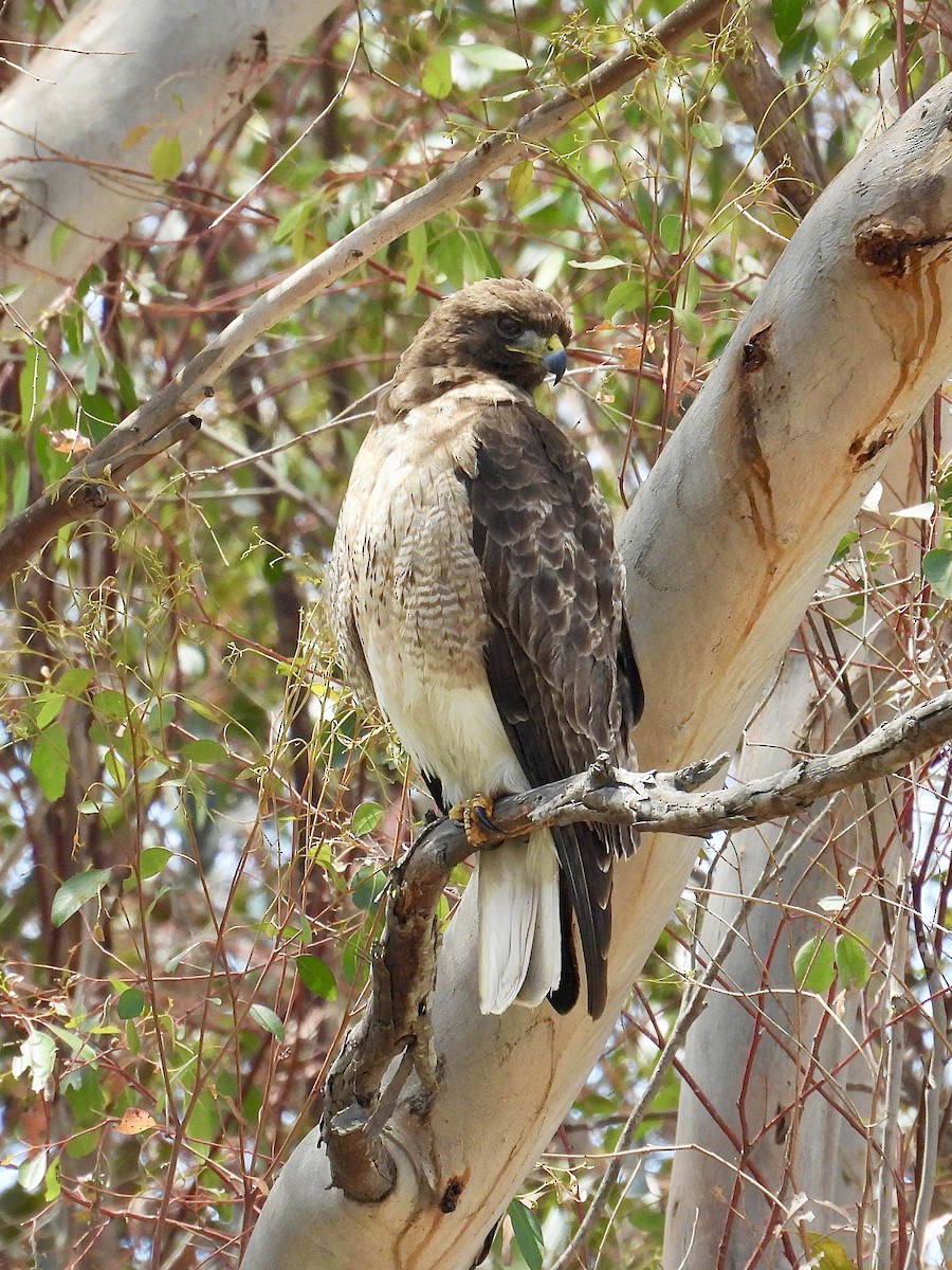 Red-tailed Hawk - ML638510525