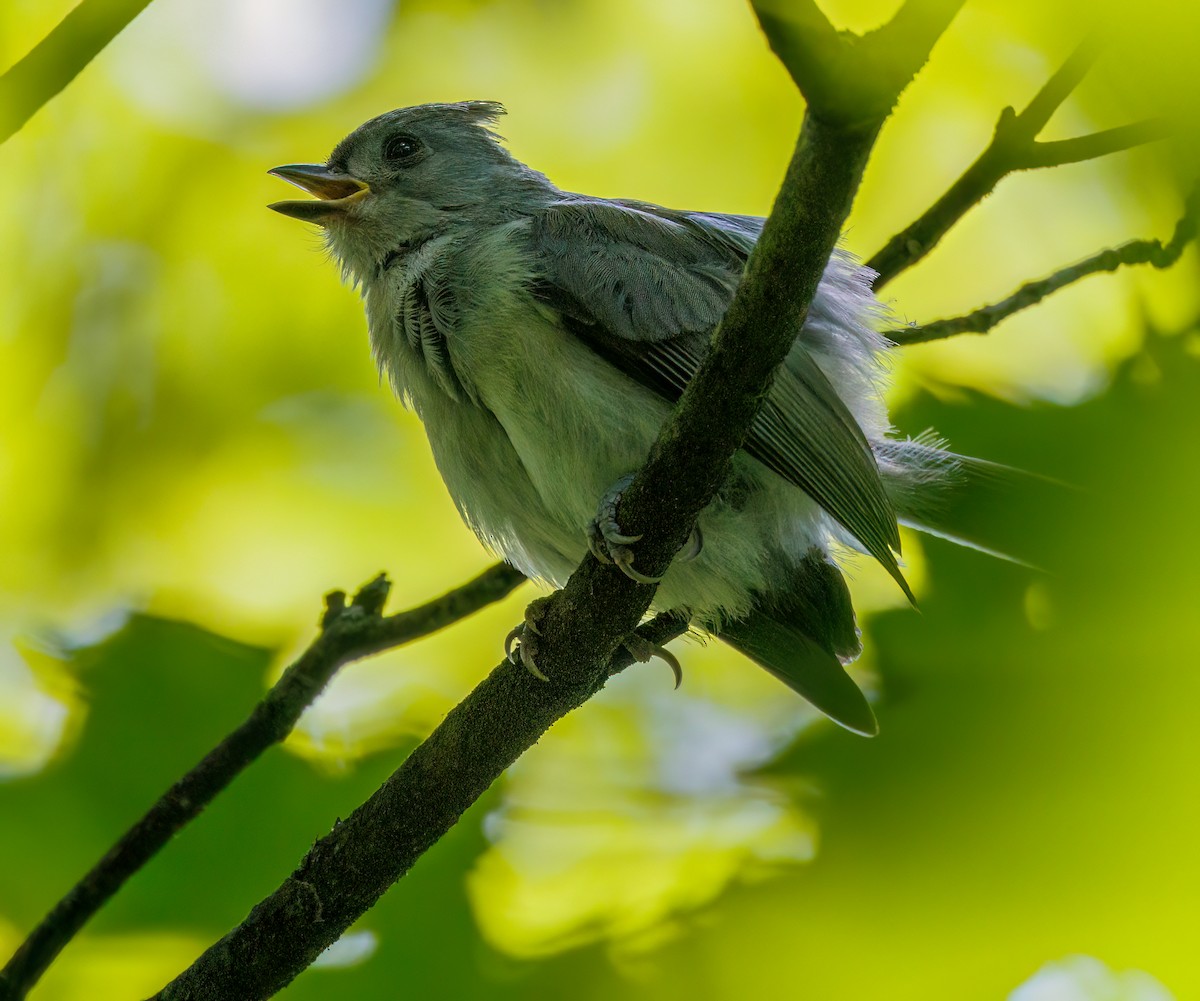 Mésange bicolore - ML638510526
