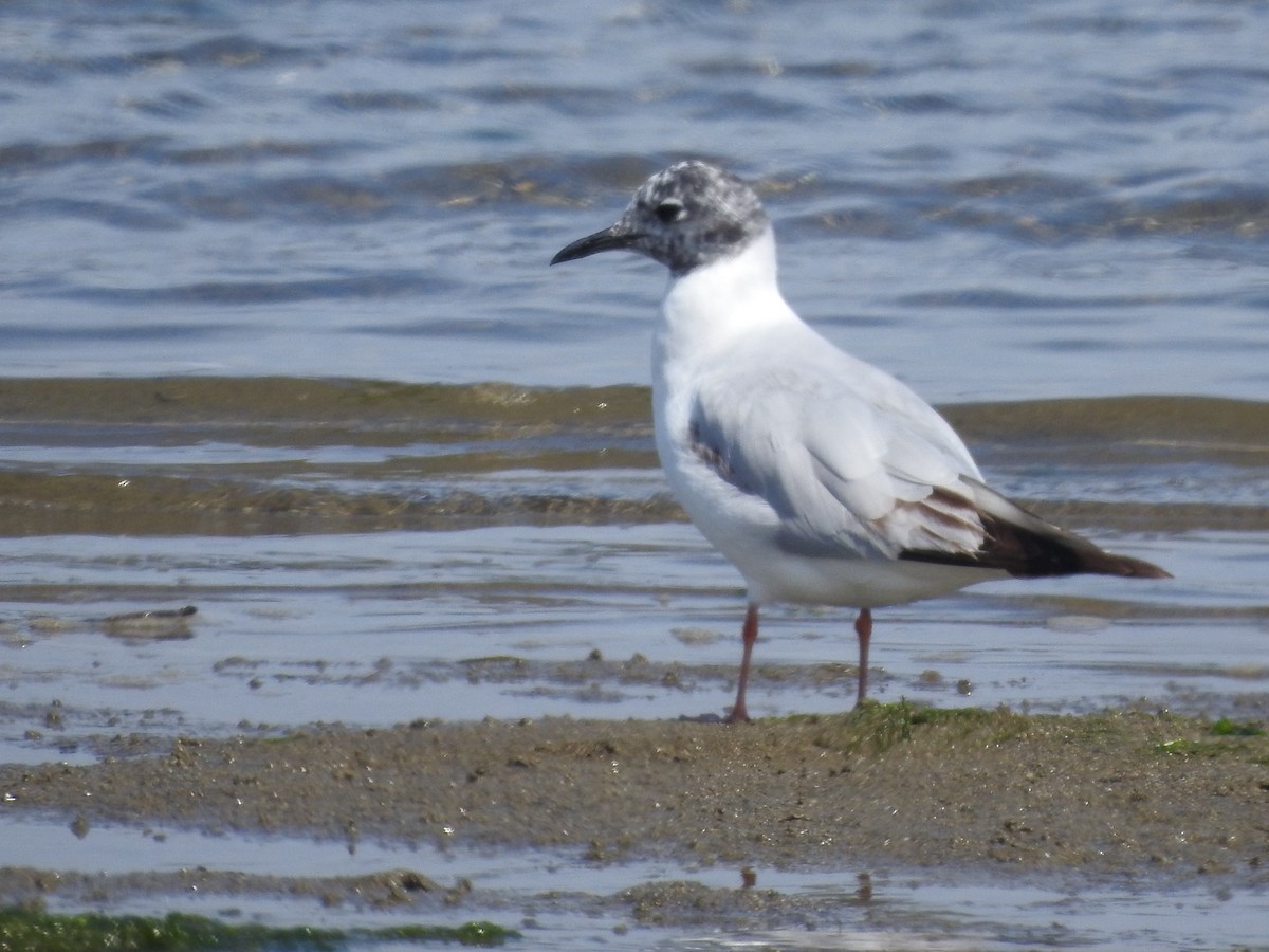 Mouette de Bonaparte - ML638510539