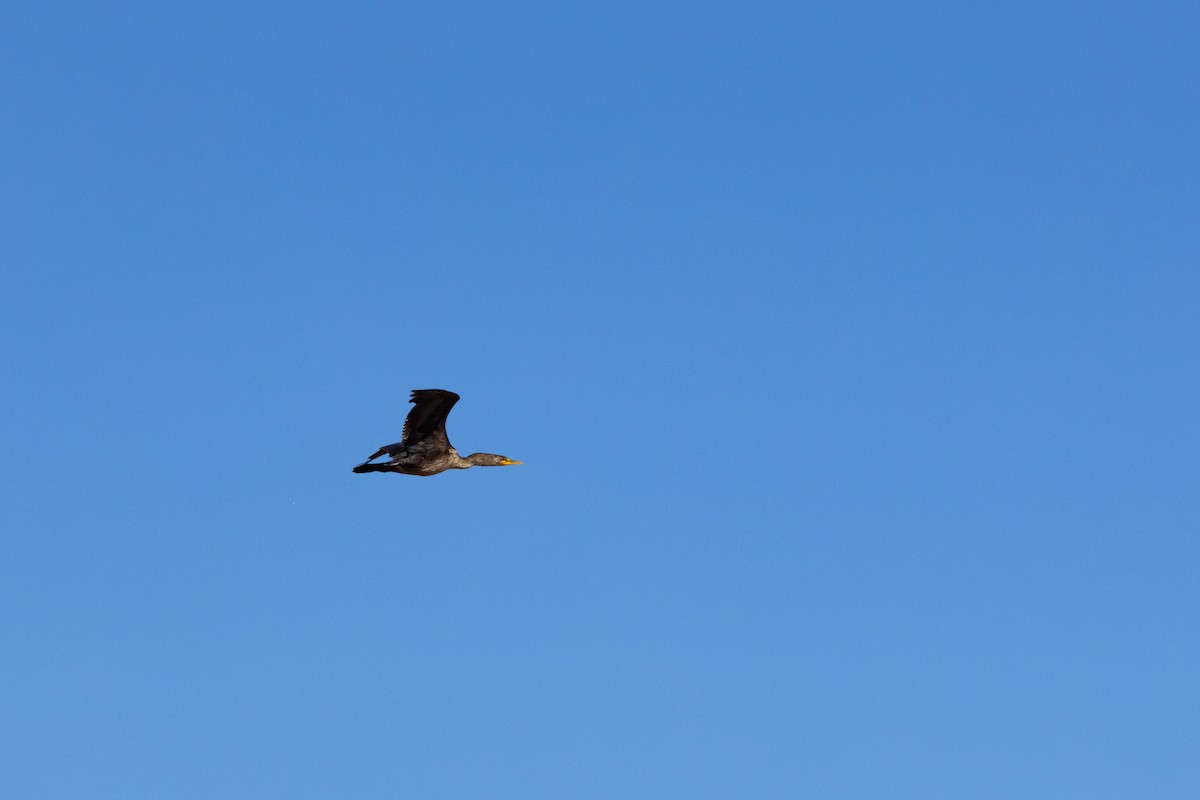 Cormoran à aigrettes - ML638510545
