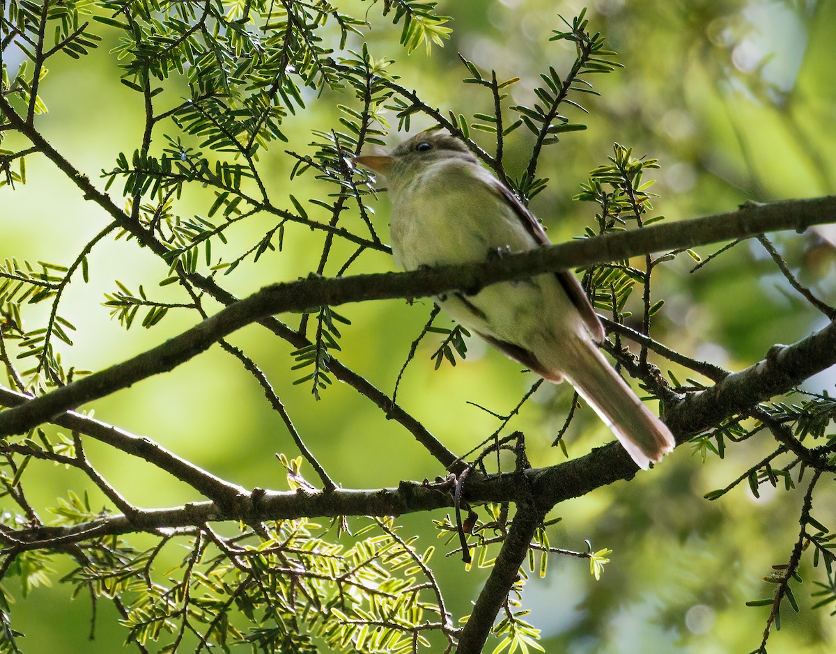 Acadian Flycatcher - ML638510566