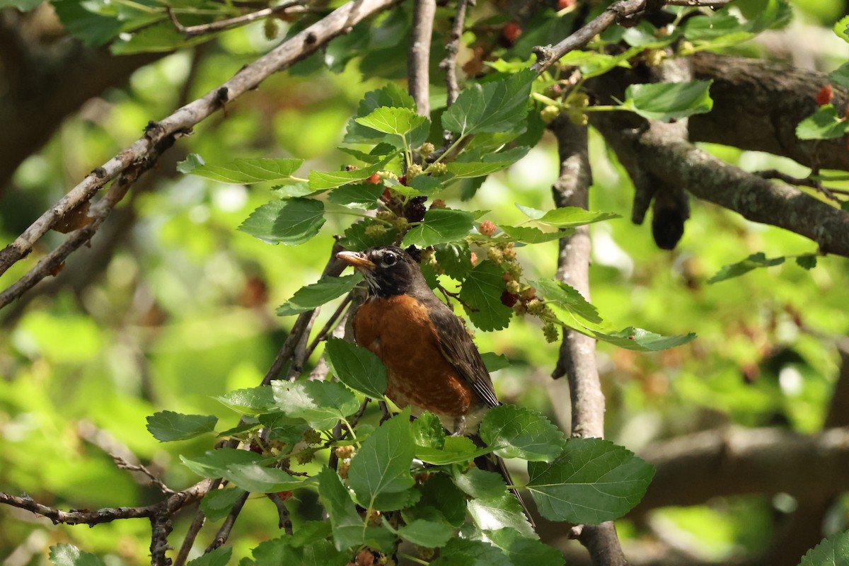 American Robin - ML638510567