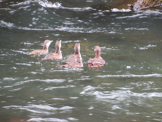 Harlequin Duck - ML638510570