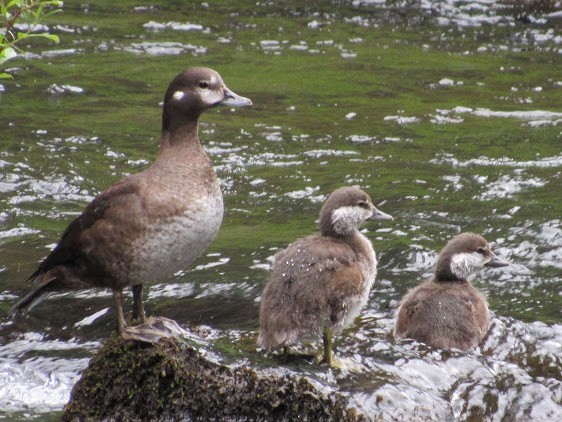 Harlequin Duck - ML638510571