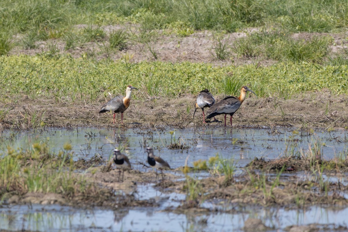 Buff-necked Ibis - ML638510573