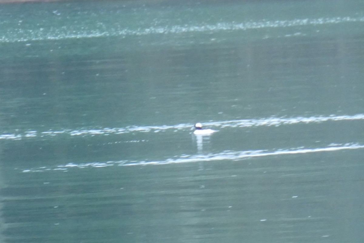 Bufflehead - ML638510579