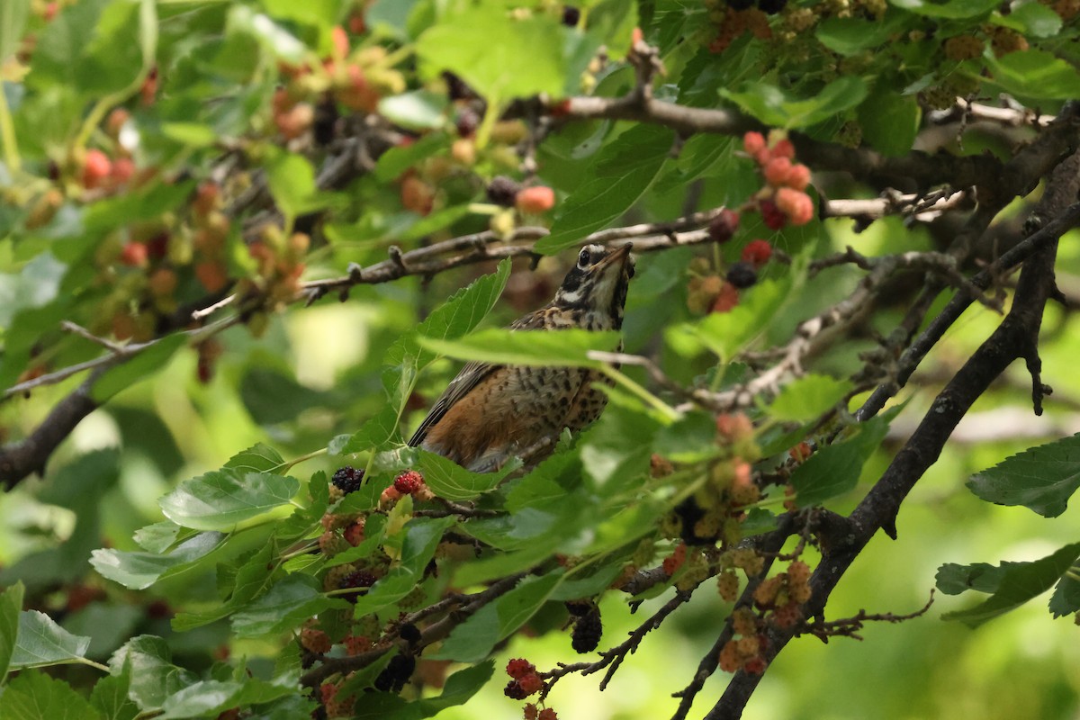 American Robin - ML638510605