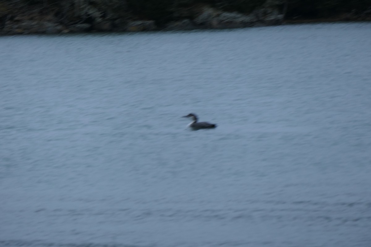 Common Loon - ML638510618