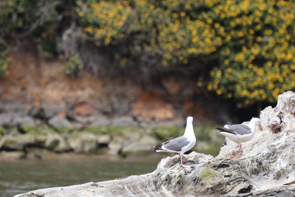 Western Gull - ML638510625