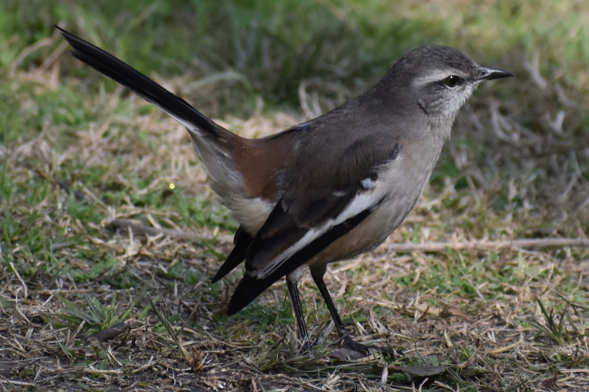 White-banded Mockingbird - ML638510629