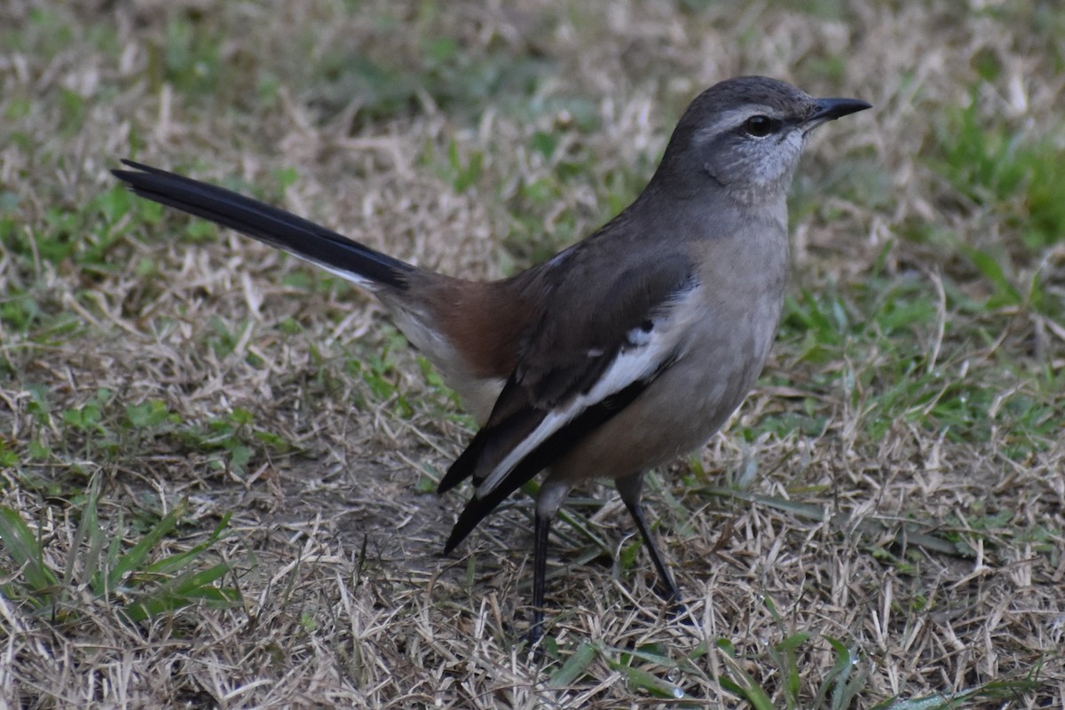 White-banded Mockingbird - ML638510630